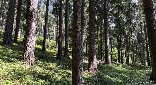2. obrázek z okolí Lipno Forest Rezidence