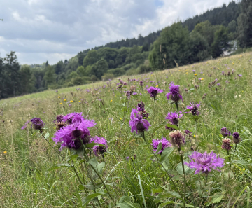 3. obrázek z okolí Lipno Forest Rezidence