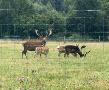 5. obrázek z okolí Lipno Forest Rezidence